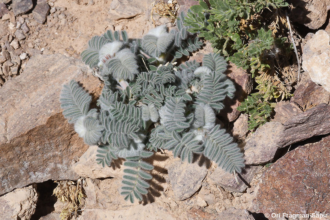 Astragalus sparsus  Astragalus sparsus,Geotagged,Israel,Winter