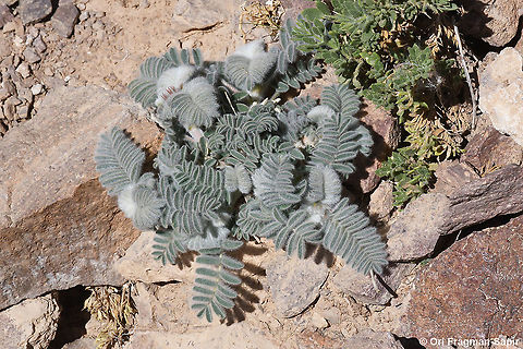 Astragalus sparsus  Astragalus sparsus,Geotagged,Israel,Winter