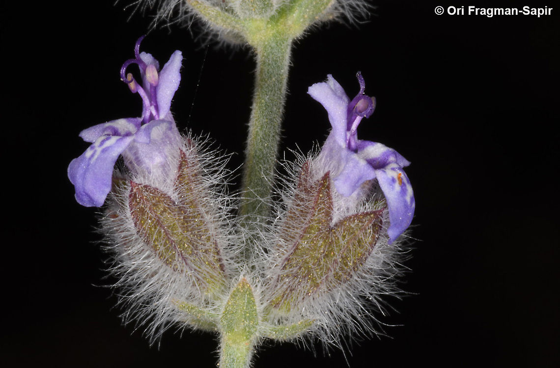 Salvia deserti  Geotagged,Israel,Salvia deserta,Salvia deserti,Winter