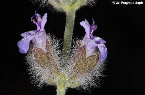 Salvia deserti  Geotagged,Israel,Salvia deserta,Salvia deserti,Winter