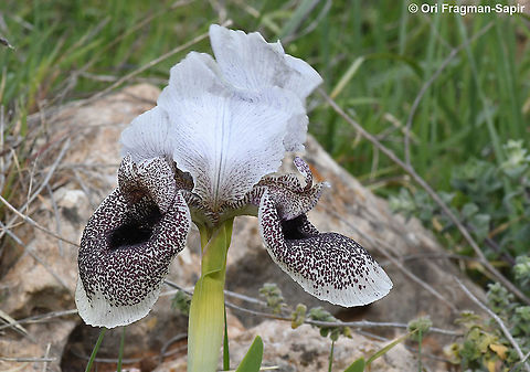 Iris bismarckiana  Geotagged,Iris bismarckiana,Winter