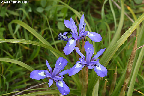 Moraea sisyrinchium  Geotagged,Moraea sisyrinchium,Winter