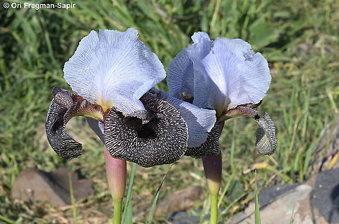Iris hermona  Geotagged,Iris hermona,Winter