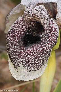 Iris bismarckiana  Geotagged,Iris bismarckiana,Winter