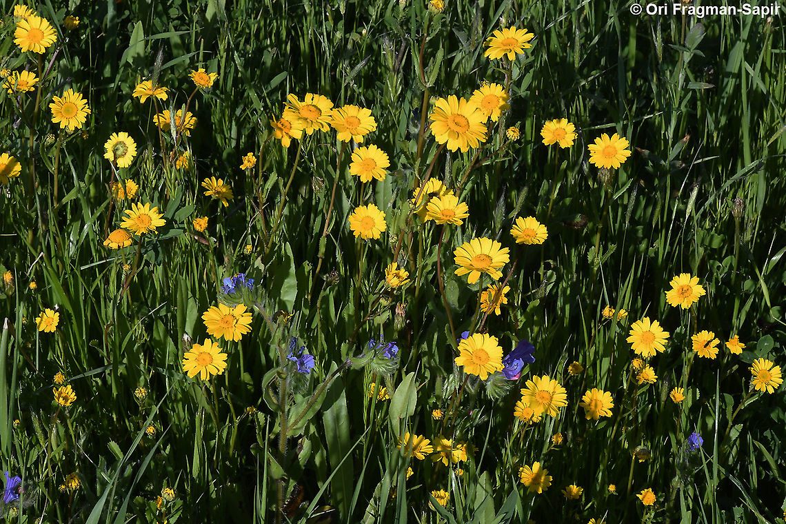 Coleostephus myconis  Coleostephus myconis,Corn marigold,Geotagged,Winter