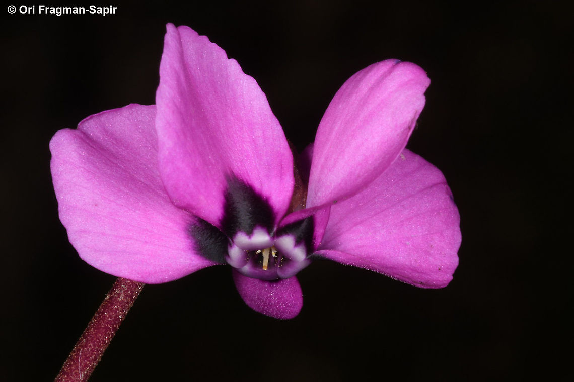 Cyclamen coum ssp coum  Cyclamen coum,Eastern Sowbread,Geotagged,Winter