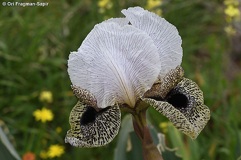 Iris bismarckiana  Geotagged,Iris bismarckiana,Winter
