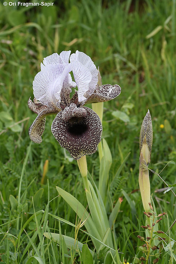 Iris bismarckiana  Geotagged,Iris bismarckiana,Winter