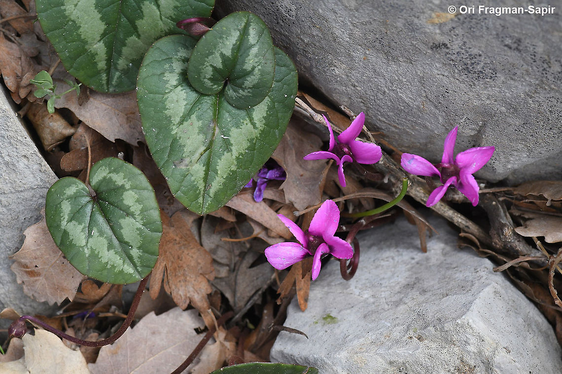 Cyclamen coum ssp coum  Cyclamen coum,Eastern Sowbread,Geotagged,Winter