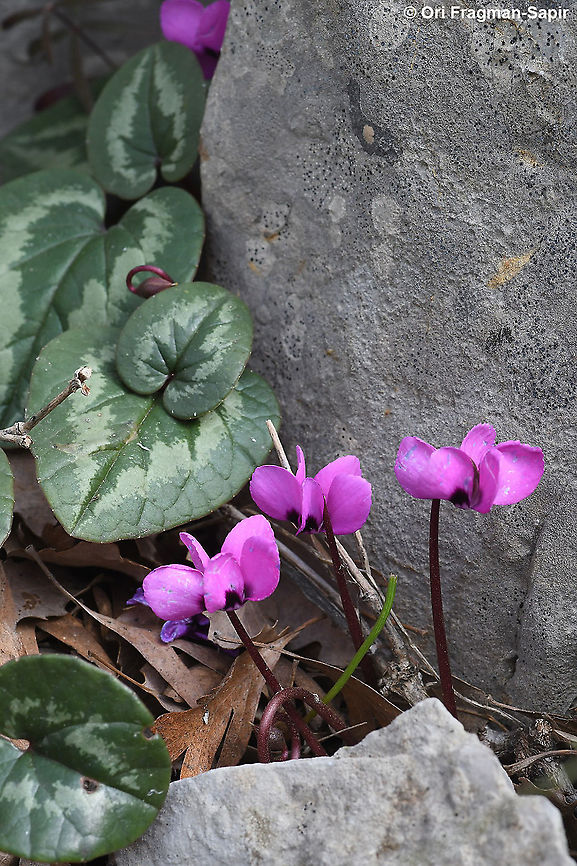 Cyclamen coum ssp coum  Cyclamen coum,Eastern Sowbread,Geotagged,Winter