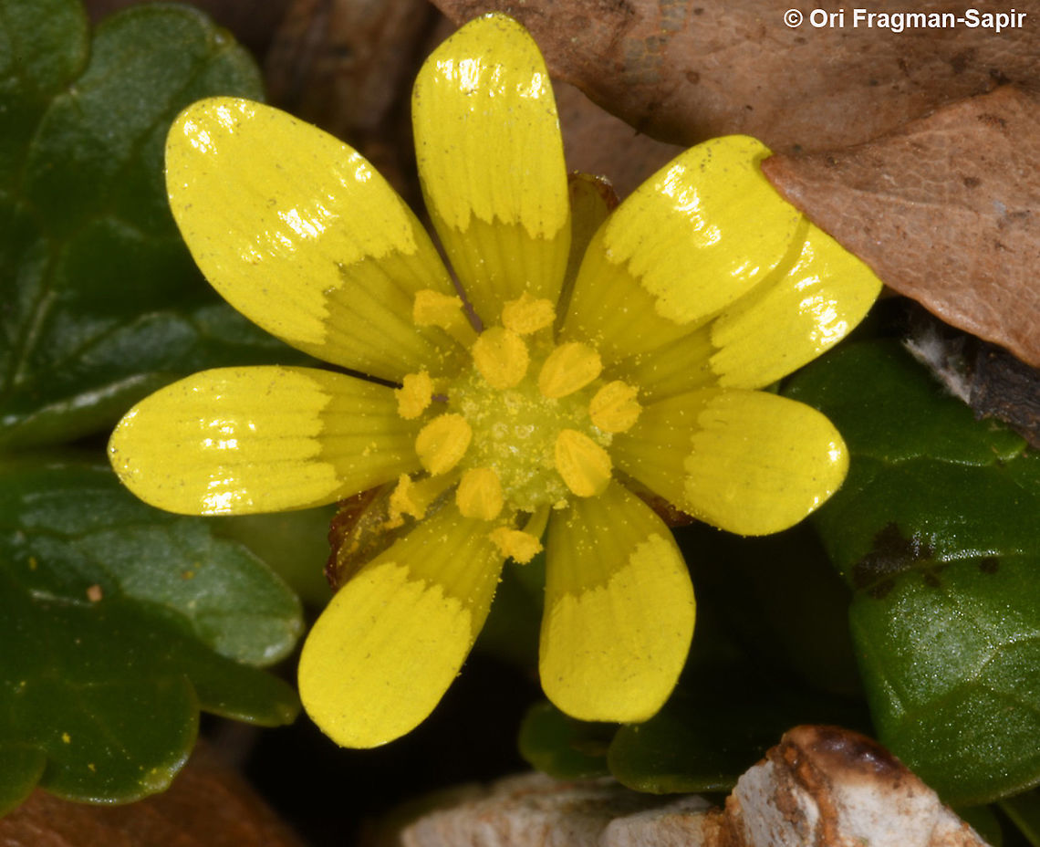 Ficaria ficarioides  Ficaria ficarioides,Geotagged,Winter