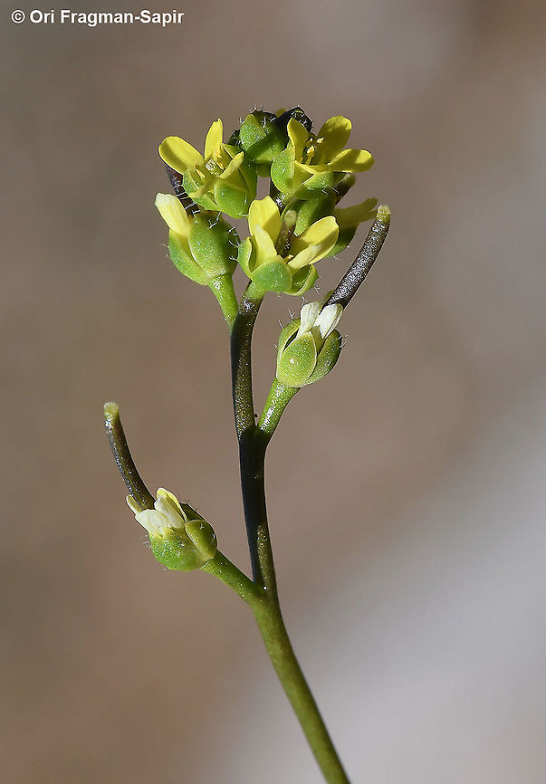 Draba nuda  Drabopsis verna,Geotagged,Winter