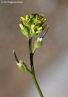 Draba nuda  Drabopsis verna,Geotagged,Winter