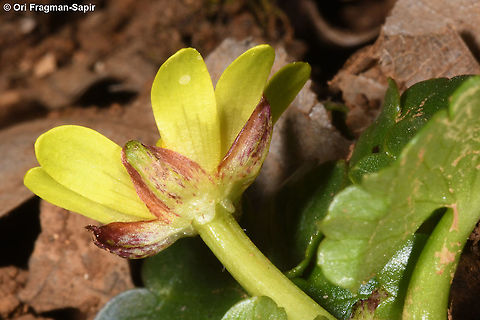 Ficaria ficarioides  Ficaria ficarioides,Geotagged,Winter