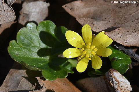 Ficaria ficarioides  Ficaria ficarioides,Geotagged,Winter