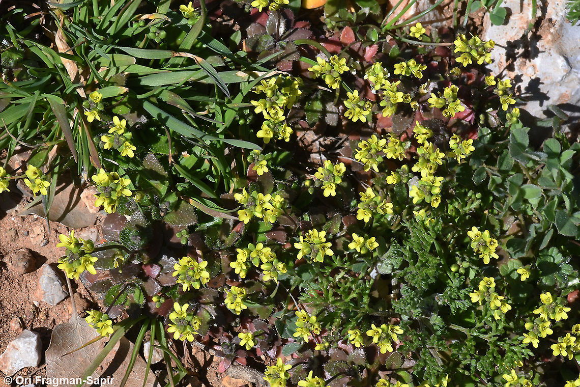 Draba nuda  Drabopsis verna,Geotagged,Winter