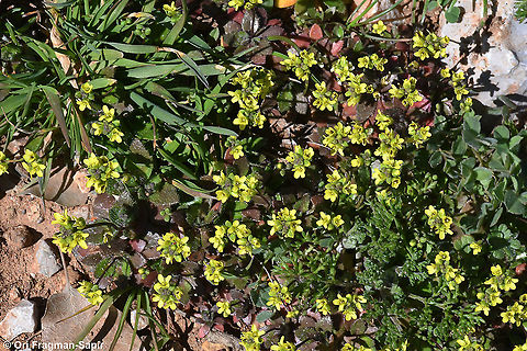 Draba nuda  Drabopsis verna,Geotagged,Winter