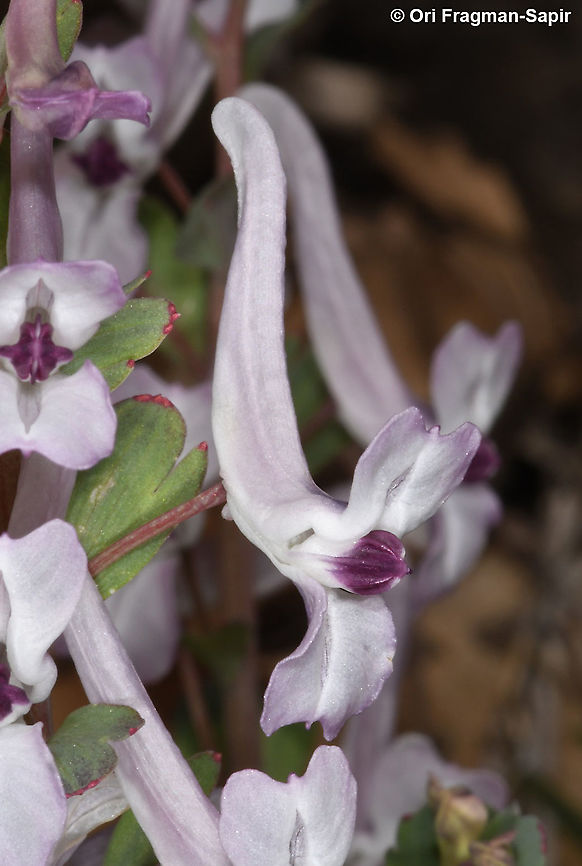 Corydalis triternata  Corydalis triternata,Geotagged,Winter