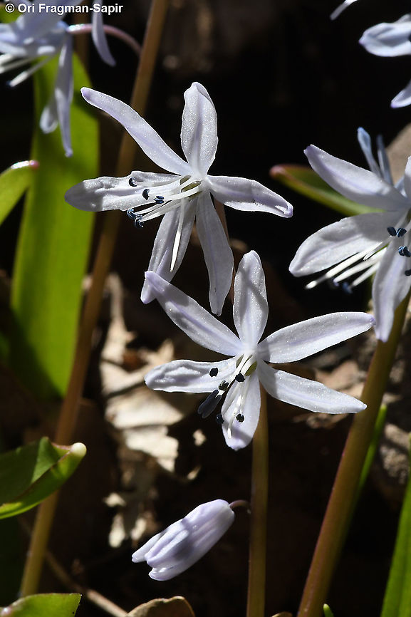 Scilla libanotica  Geotagged,Scilla libanotica,Winter