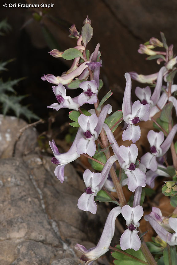 Corydalis triternata  Corydalis triternata,Geotagged,Winter