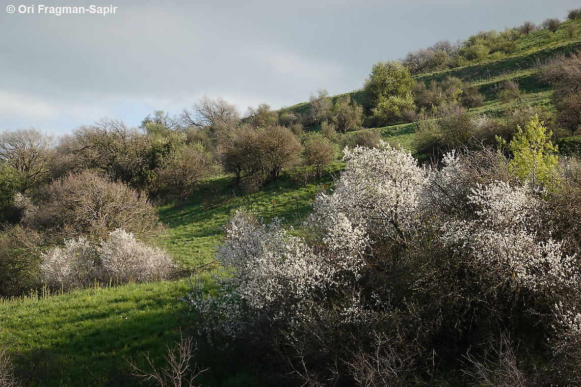Prunus ursina  Bears plum,Prunus ursina