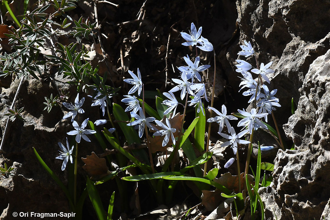 Scilla libanotica  Geotagged,Scilla libanotica,Winter