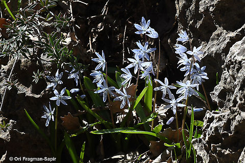 Scilla libanotica  Geotagged,Scilla libanotica,Winter