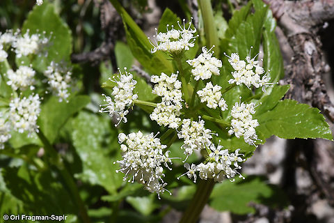 Lecokia cretica  Geotagged,Lecokia cretica,Winter