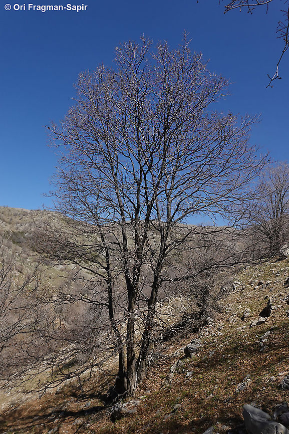 Quercus look  Aleppo oak,Geotagged,Quercus infectoria,Quercus look,Winter