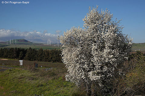 Prunus ursina  Bears plum,Geotagged,Prunus ursina,Winter