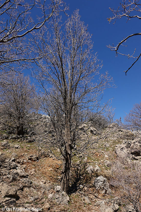 Sorbus torminalis  Geotagged,Sorbus torminalis,Wild service tree,Winter