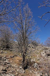 Sorbus torminalis  Geotagged,Sorbus torminalis,Wild service tree,Winter