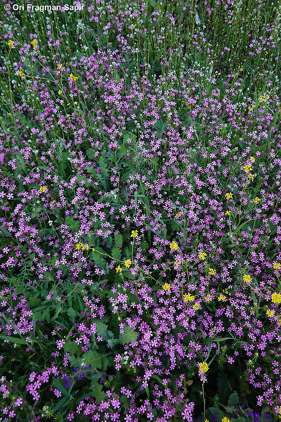 Silene aegyptiaca  Egyptian Campion,Geotagged,Silene aegyptiaca,Winter