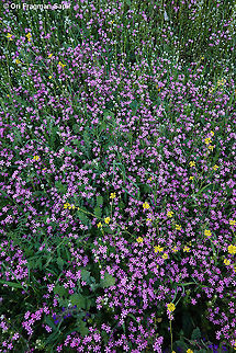Silene aegyptiaca  Egyptian Campion,Geotagged,Silene aegyptiaca,Winter
