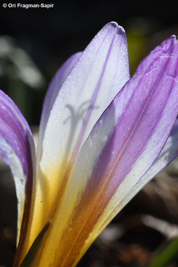 Romulea nivalis  Geotagged,Romulea nivalis,Winter