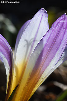 Romulea nivalis  Geotagged,Romulea nivalis,Winter