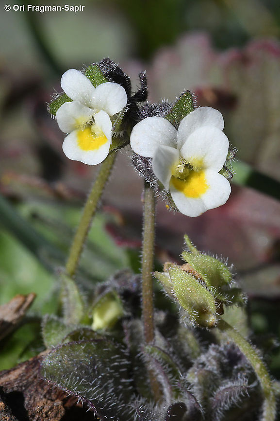 Viola parvula  Geotagged,Viola parvula,Winter