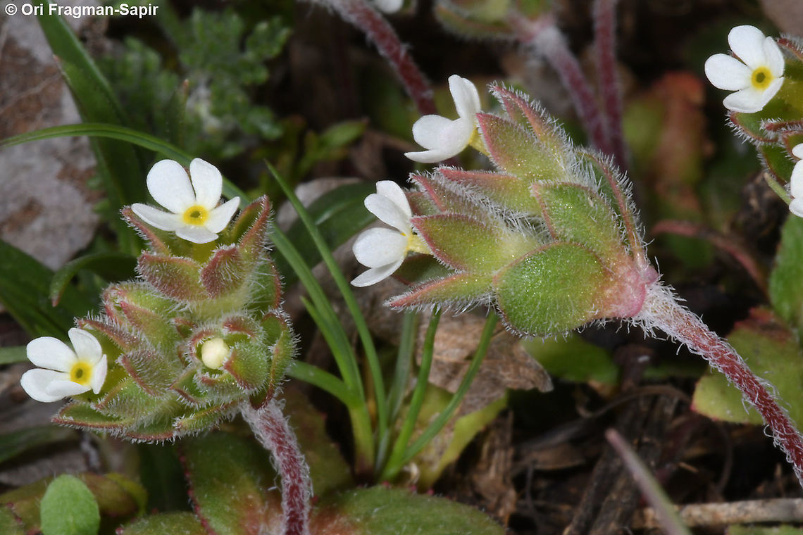 Androsace maxima  Androsace maxima,Annual Androsace,Geotagged,Winter