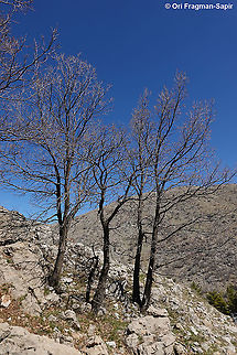 Quercus boissieri  Aleppo oak,Geotagged,Quercus infectoria,Winter