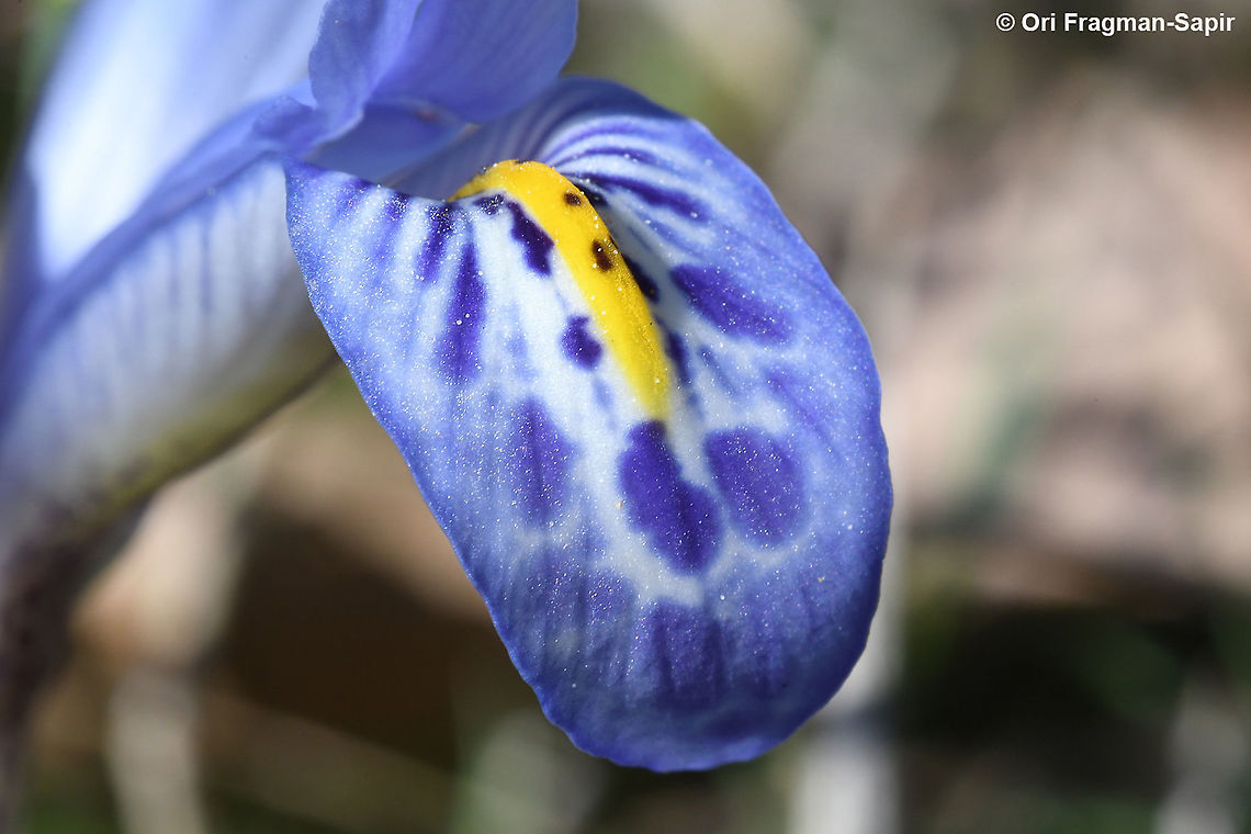 Iris histrio  Iris histrio,Syrian Iris