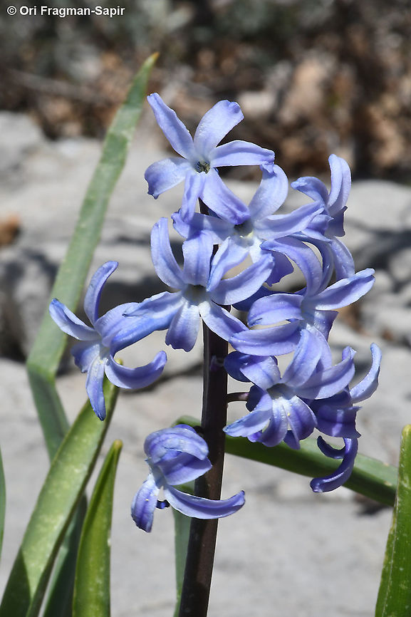 Hyacinthus orientalis ssp. orientalis  Common hyacinth,Geotagged,Hyacinthus orientalis,Winter