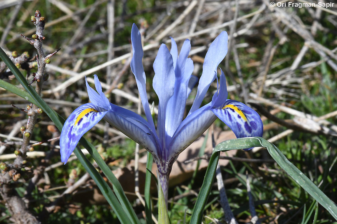 Iris histrio  Geotagged,Iris histrio,Syrian Iris,Winter