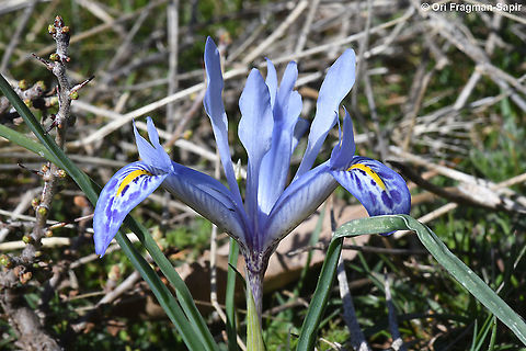 Iris histrio  Geotagged,Iris histrio,Syrian Iris,Winter