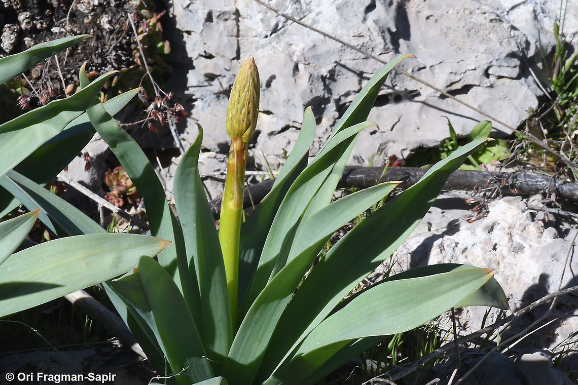 Eremurus libanoticus  Eremurus libanoticus,Geotagged,Winter