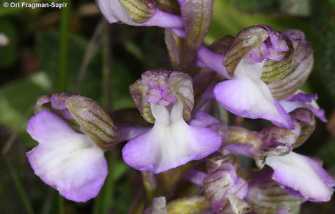 Orchis syriaca  Geotagged,Orchis syriaca,Winter