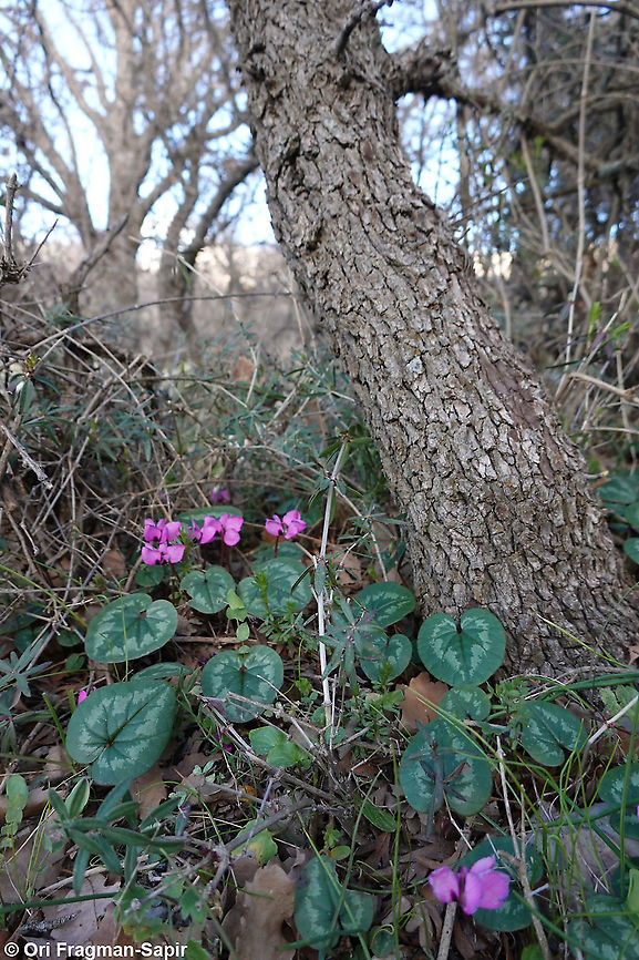 Cyclamen coum ssp coum  Cyclamen coum,Eastern Sowbread,Geotagged,Winter
