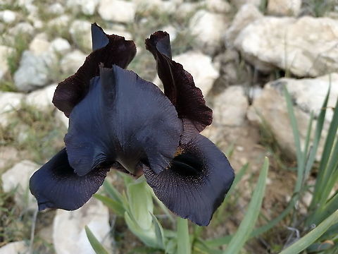Iris atrofusca  Geotagged,Iris atrofusca,Israel,Winter