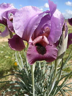 Iris mariae  Geotagged,Iris mariae,Israel,Winter