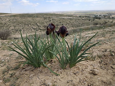 Iris atrofusca Geotagged,Iris atrofusca,Israel,Winter