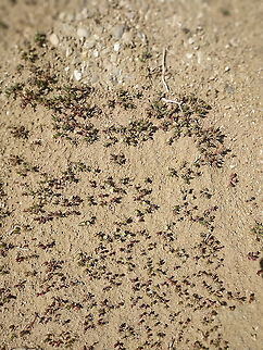 Mesembryanthemum nodiflorum  Geotagged,Mesembryanthemum nodiflorum,Slenderleaf iceplant,Winter